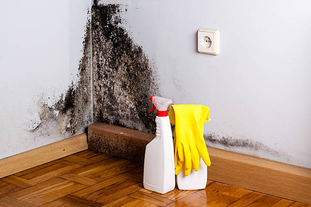 Best Mold Removal for HVAC Installations  in Milledgeville, GA